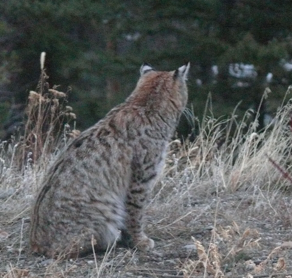 Photo of Lynx rufus by Lars Karstad